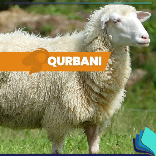 UAMA (United American Muslim Association) - Qurbani